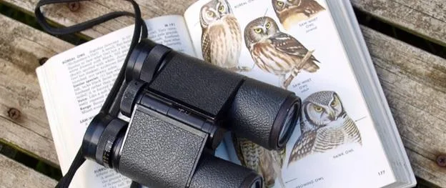 bird watching bird watching