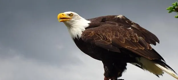 eagle eagle
