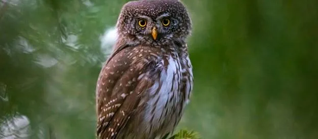 owl owl