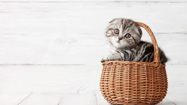 small cat on a small basket small cat on a small basket