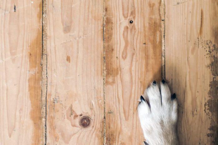 Wood Sealer vs. Dog Paws