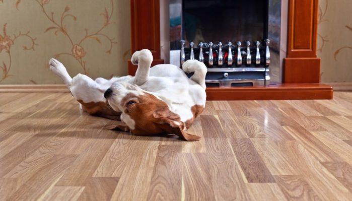 resting dog on wooden floor