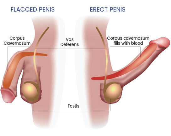 penis erectile