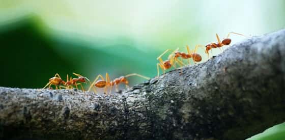 ants