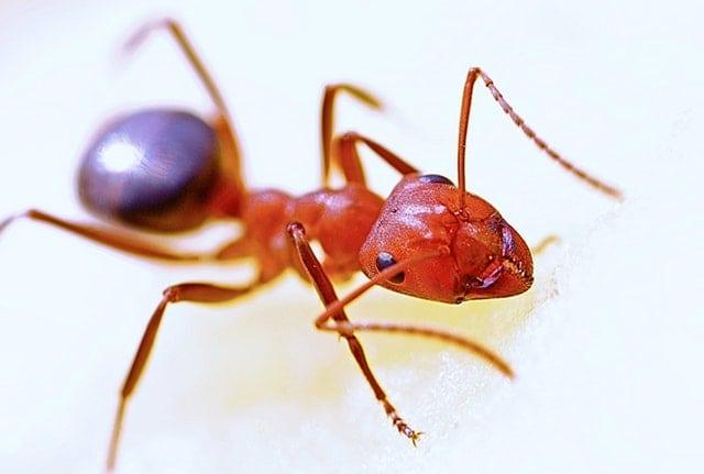 Ants problems