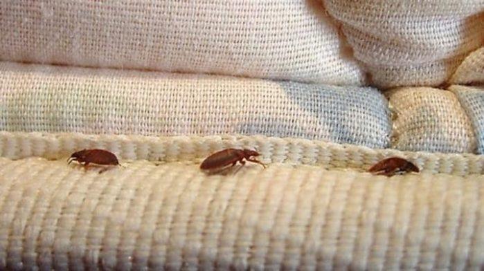 Get rid of Bed Bugs 