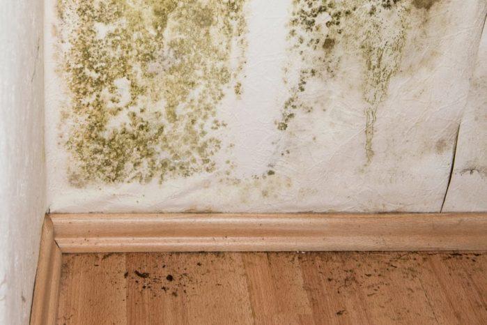 Mold Symptoms