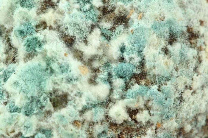 Why Mold Grows