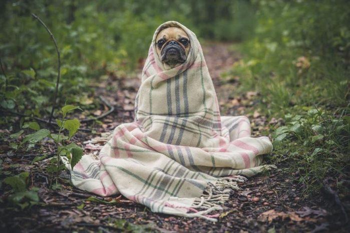 How to keep dog warm outside