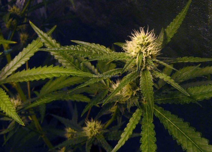 cannabis-flowers-hydroponics-indoors