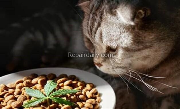 cat and weed leafon food plate