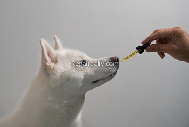 dog sniffing medicine