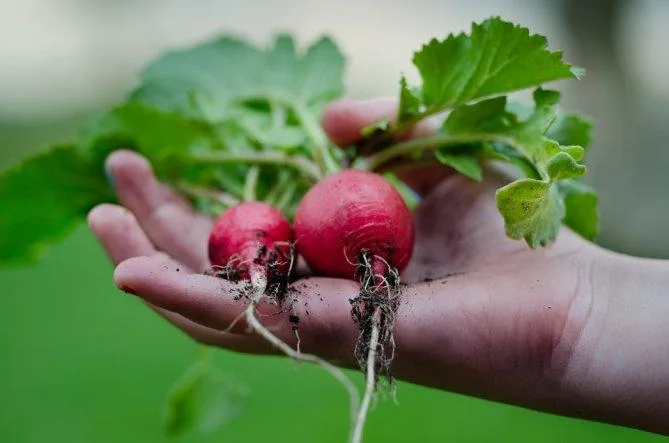 radish radish