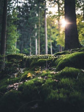 forest trees sunlight