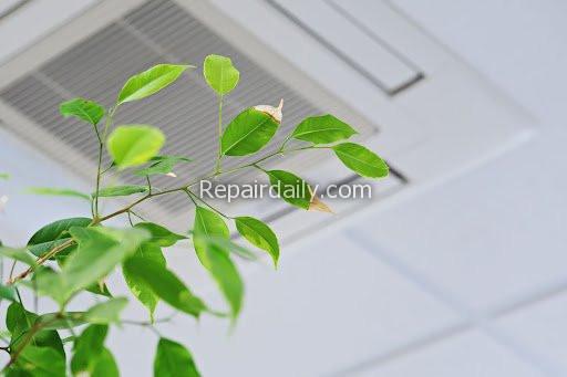 indoor plant leaf