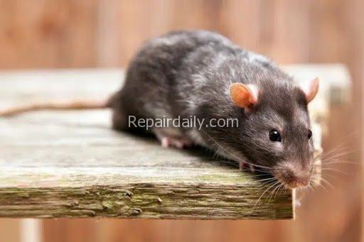 rat mouse mice pest