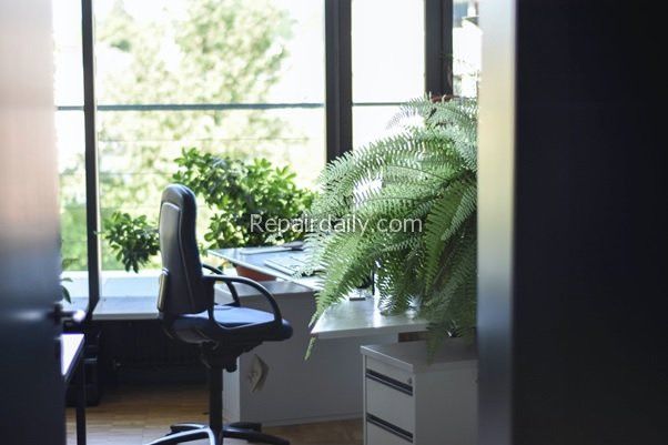 office plants desk