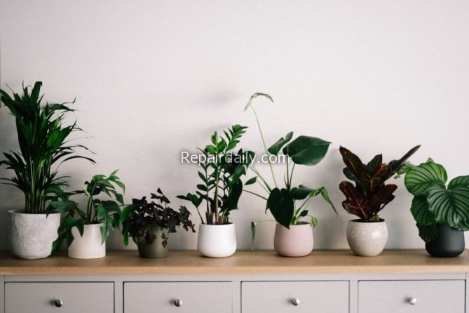 Houseplants