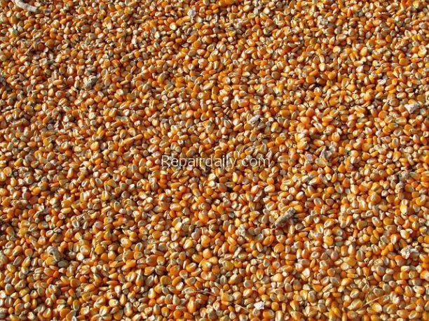 corn kernels