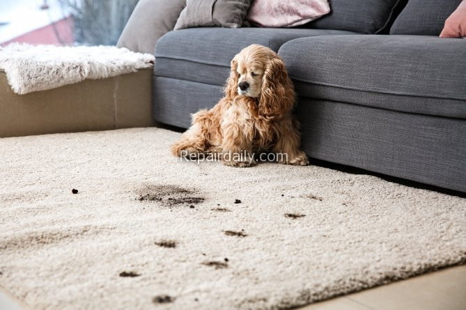 dog dirty carpet cleaning