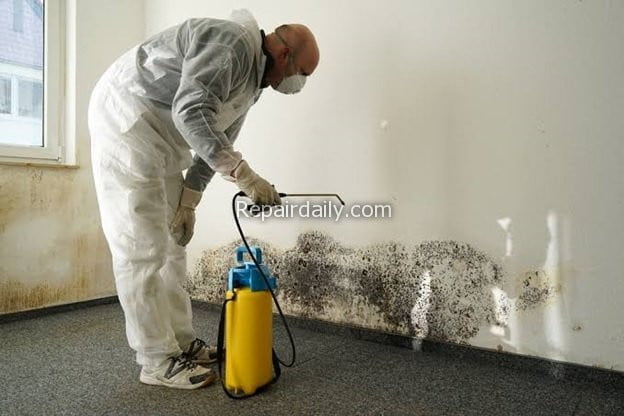 mold inspection