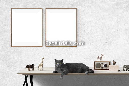 black cat table photos