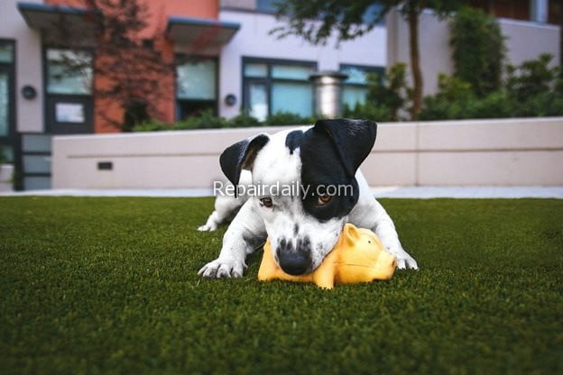 dog playing on turf