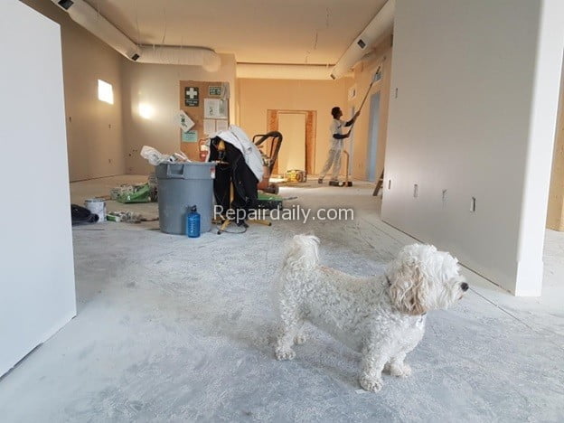 home repairs painting dog