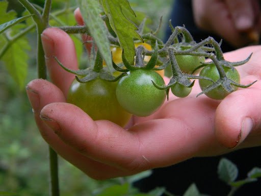 fresh tomatoes